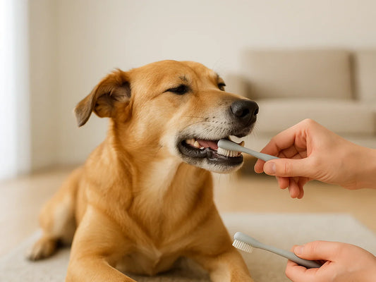 Tips voor een frisse adem bij je hond