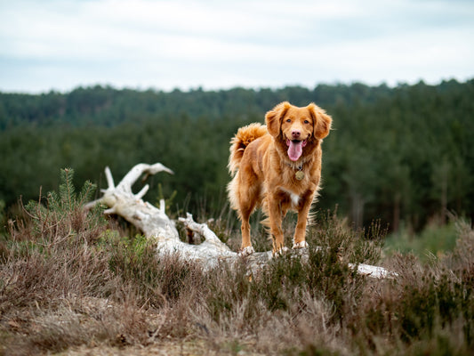 5 tips om je hond een glanzende vacht te geven