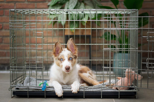 6 Tips voor de benchtraining van je puppy
