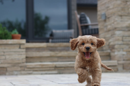 De onmisbare puppy checklist: Zorg dat je niets vergeet!