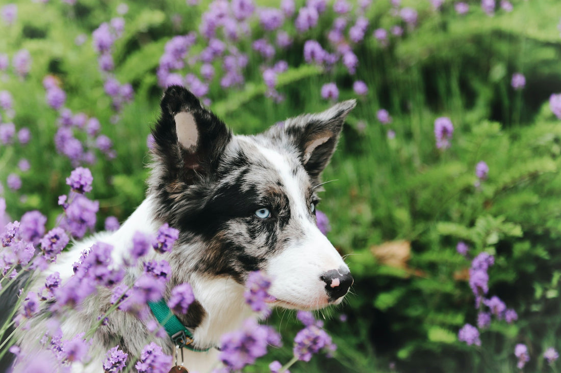 Help, mijn hond eet poep: waarom doen ze dat en wat kun je eraan doen?