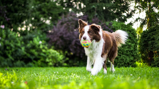 Hoe oud is mijn hond in mensenjaren?