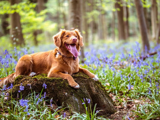 Hoe verwijder je een teek bij je hond?