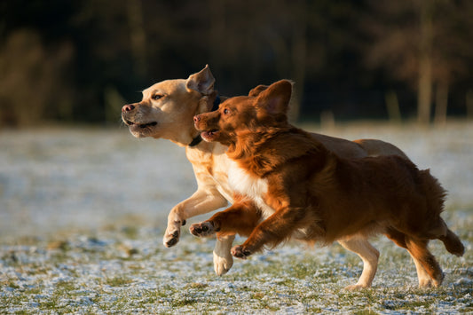 Hondenlosloopgebieden in Nederland: Vrijheid en plezier voor jouw hond