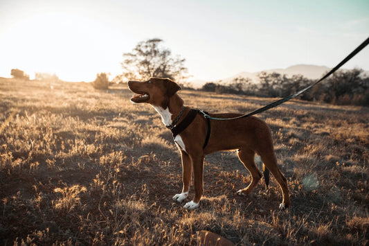 Je hond ontspannen uitlaten met 10 tips