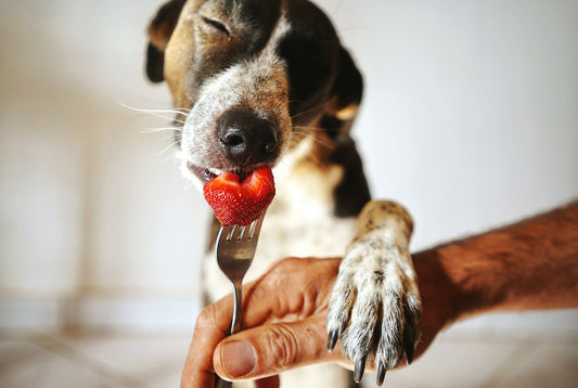 Mag een hond aardbeien?