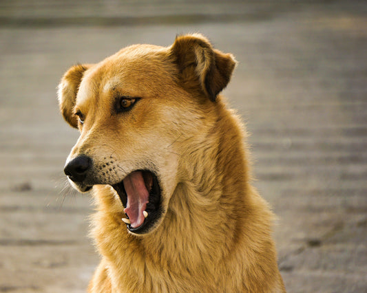 Mijn hond braakt, wat moet ik doen?