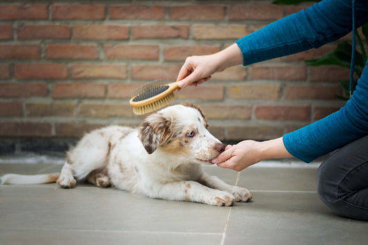 Waarom verliest mijn hond zoveel haar? Ontdek de oorzaken!