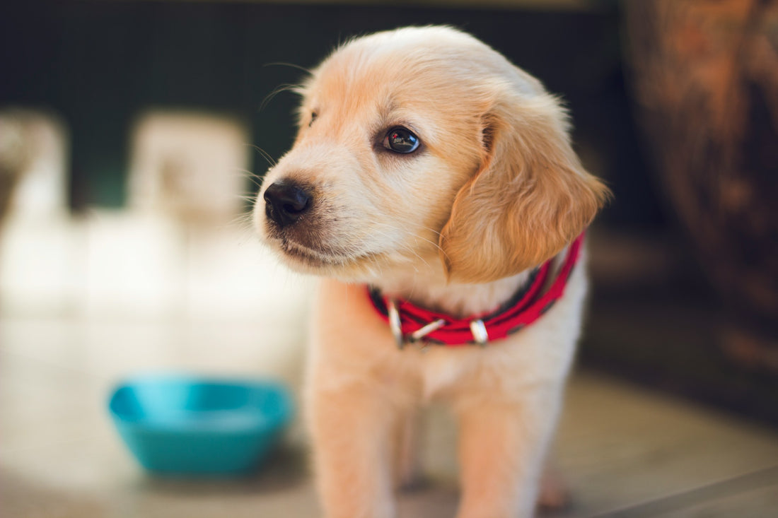 Wat zijn de belangrijkste ingrediënten voor puppyvoeding?