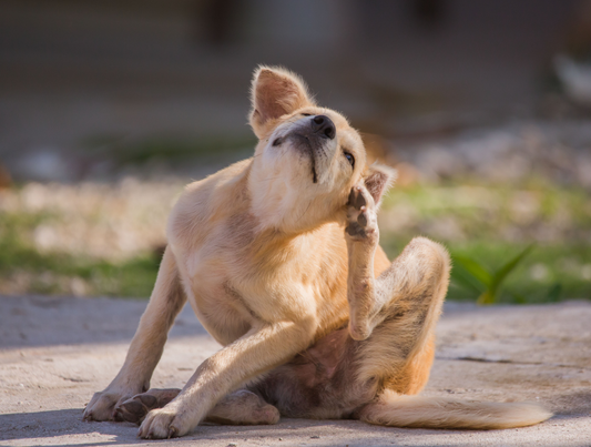 Waarom krabben en likken honden?