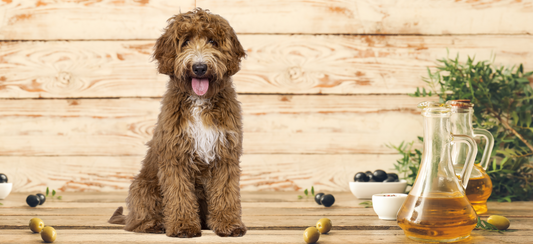 Mogen honden olijfolie hebben?