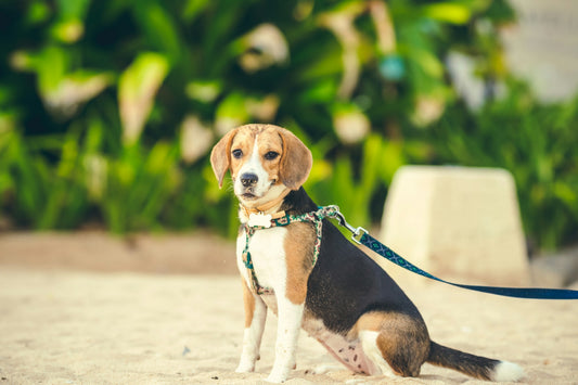 Gele ontlasting hond: oorzaken, zorgen en zorg