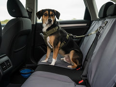 Tips voor veilig reizen met je hond in de auto